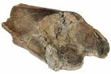 Hadrosaur (Edmontosaurus) Femur Section - South Dakota #192595-3